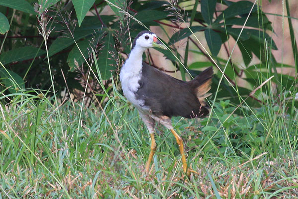 White-Breasted Waterhen